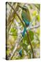 Guardabarranco (Turquoise-Browed Motmot)-Rob Francis-Stretched Canvas