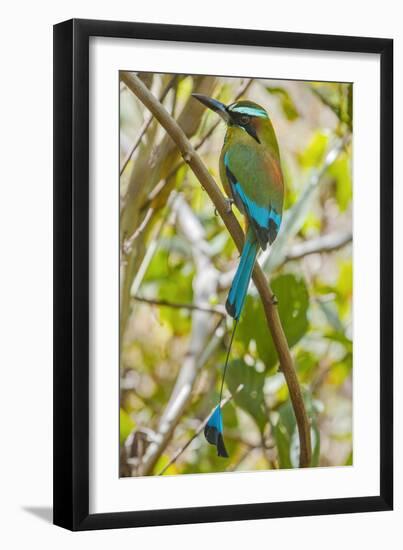 Guardabarranco (Turquoise-Browed Motmot)-Rob Francis-Framed Photographic Print