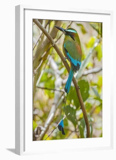 Guardabarranco (Turquoise-Browed Motmot)-Rob Francis-Framed Photographic Print