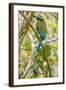 Guardabarranco (Turquoise-Browed Motmot)-Rob Francis-Framed Photographic Print