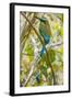 Guardabarranco (Turquoise-Browed Motmot)-Rob Francis-Framed Photographic Print