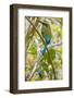 Guardabarranco (Turquoise-Browed Motmot)-Rob Francis-Framed Photographic Print