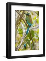 Guardabarranco (Turquoise-Browed Motmot)-Rob Francis-Framed Photographic Print