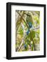 Guardabarranco (Turquoise-Browed Motmot)-Rob Francis-Framed Photographic Print