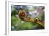 Guatemala, Antigua, Casa Santo Domingo de Guzman World Heritage Site.-Connie Bransilver-Framed Photographic Print