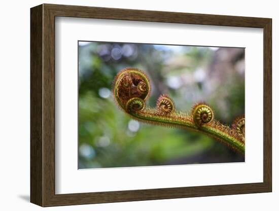 Guatemala, Antigua, Casa Santo Domingo de Guzman World Heritage Site.-Connie Bransilver-Framed Photographic Print