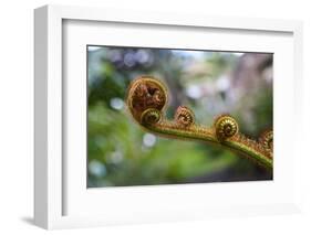 Guatemala, Antigua, Casa Santo Domingo de Guzman World Heritage Site.-Connie Bransilver-Framed Photographic Print