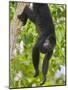 Guatemalan Black Howler Monkey (Alouatta Pigra) Climbing-Kevin Schafer-Mounted Photographic Print