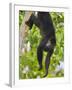 Guatemalan Black Howler Monkey (Alouatta Pigra) Climbing-Kevin Schafer-Framed Photographic Print