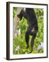 Guatemalan Black Howler Monkey (Alouatta Pigra) Climbing-Kevin Schafer-Framed Photographic Print