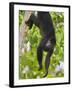 Guatemalan Black Howler Monkey (Alouatta Pigra) Climbing-Kevin Schafer-Framed Photographic Print