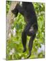 Guatemalan Black Howler Monkey (Alouatta Pigra) Climbing-Kevin Schafer-Mounted Photographic Print