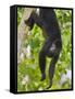 Guatemalan Black Howler Monkey (Alouatta Pigra) Climbing-Kevin Schafer-Framed Stretched Canvas