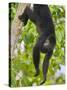 Guatemalan Black Howler Monkey (Alouatta Pigra) Climbing-Kevin Schafer-Stretched Canvas