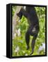 Guatemalan Black Howler Monkey (Alouatta Pigra) Climbing-Kevin Schafer-Framed Stretched Canvas