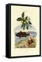 Guava, 1833-39-null-Framed Stretched Canvas