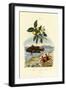 Guava, 1833-39-null-Framed Giclee Print