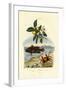 Guava, 1833-39-null-Framed Giclee Print