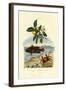 Guava, 1833-39-null-Framed Giclee Print