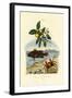 Guava, 1833-39-null-Framed Giclee Print