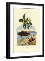 Guava, 1833-39-null-Framed Premium Giclee Print