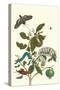 Guava and Tobacco Hornworm and a Podalia Moth-Maria Sibylla Merian-Stretched Canvas