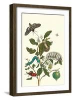 Guava and Tobacco Hornworm and a Podalia Moth-Maria Sibylla Merian-Framed Art Print