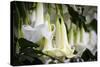 Guayaquil, Ecuador. Hanging Garden Flowers-Mark Williford-Stretched Canvas