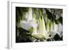 Guayaquil, Ecuador. Hanging Garden Flowers-Mark Williford-Framed Photographic Print