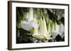 Guayaquil, Ecuador. Hanging Garden Flowers-Mark Williford-Framed Photographic Print