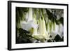 Guayaquil, Ecuador. Hanging Garden Flowers-Mark Williford-Framed Photographic Print