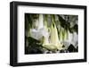 Guayaquil, Ecuador. Hanging Garden Flowers-Mark Williford-Framed Photographic Print