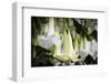 Guayaquil, Ecuador. Hanging Garden Flowers-Mark Williford-Framed Photographic Print