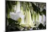 Guayaquil, Ecuador. Hanging Garden Flowers-Mark Williford-Mounted Photographic Print