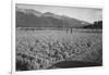 Guayule Field-Ansel Adams-Framed Art Print