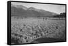 Guayule Field-Ansel Adams-Framed Stretched Canvas