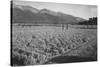 Guayule Field-Ansel Adams-Stretched Canvas