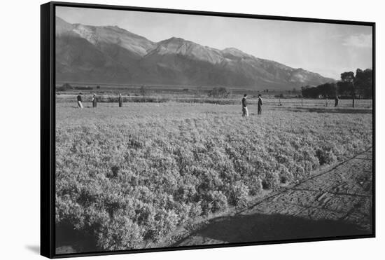 Guayule Field-Ansel Adams-Framed Stretched Canvas