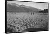 Guayule Field-Ansel Adams-Framed Stretched Canvas