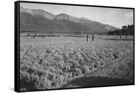 Guayule Field-Ansel Adams-Framed Stretched Canvas