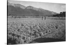 Guayule Field-Ansel Adams-Stretched Canvas