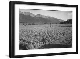 Guayule Field-Ansel Adams-Framed Art Print