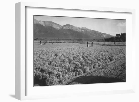 Guayule Field-Ansel Adams-Framed Art Print