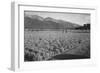 Guayule Field-Ansel Adams-Framed Art Print