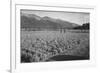 Guayule Field-Ansel Adams-Framed Premium Giclee Print