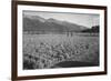 Guayule Field-Ansel Adams-Framed Premium Giclee Print