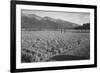 Guayule Field-Ansel Adams-Framed Premium Giclee Print