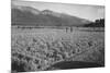 Guayule Field-Ansel Adams-Mounted Premium Giclee Print