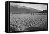 Guayule Field-Ansel Adams-Framed Stretched Canvas