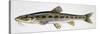 Gudgeon (Gobio Gobio), Cyprinidae, Drawing-null-Stretched Canvas